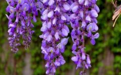 紫藤花花语是什么 紫藤花的寓意