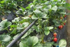 大棚草莓水肥一体化技术及优点