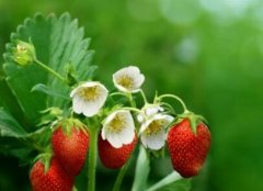 草莓花期增施磷钾肥 开花结果多