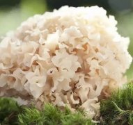阳光蘑菇（绣球菌）种植效益好，一斤价格高达60元！