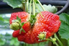 怎样预防温室草莓长成异常果畸形果