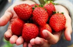 反季节种植富硒草莓一亩能赚2万元