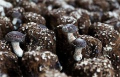 香菇生长畸形的原因是什么？又该如何防治？