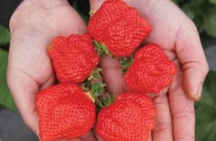 预防草莓畸形果有办法