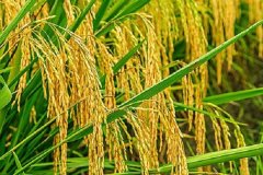 2021年水稻价格走势 最新行情预测