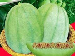 古浪香瓜（麻疙瘩甜瓜）种植成为农民脱贫致富的新路子