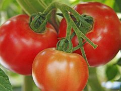柳州:西红柿种植亩产值达2万元，成农民增收致富的好路子