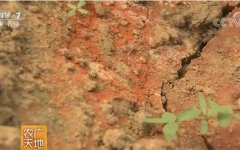 [农广天地]设施大棚土壤改良技术视频