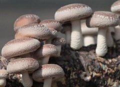 种植什么蘑菇最赚钱？食用菌品种选择有讲究
