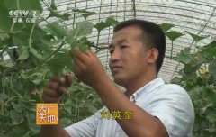 刘英奎种植大棚甜瓜一亩收入10万元的创富秘籍