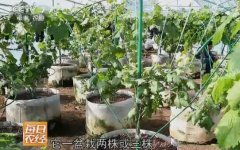 [每日农经]大棚种植盆栽葡萄一亩地收入三十几万元