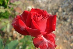 红玫瑰代表什么意思 适合送给哪些人