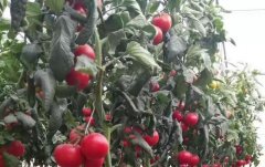 夏季番茄如何进行保花保果