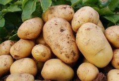 <b>2018年马铃薯价格行情分析，新产土豆价格为啥高与往年？</b>
