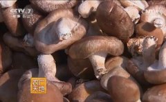 [农广天地]吴元元靠种植香菇 从打工妹到香菇王