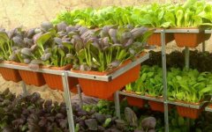 盆栽蔬菜热销，成为蔬菜市场的一个新趋势！