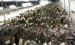 怎样种好羊肚菌：栽植羊肚菌 要在“冬至”前