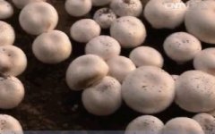 [科技苑]珍贵的白蘑菇大棚种，把草原“搬进”大棚里