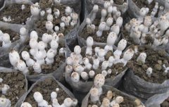 菌糠栽培鸡腿菇有窍门:怎样二次利用菌糠