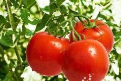 “爱吉”系列番茄亩产达5万斤
