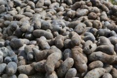 黑土豆每亩产量2000多斤一亩效益达8000元