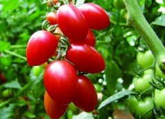 无土基质栽培水果型番茄获成功
