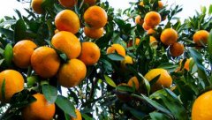 柑橘种植壮果肥怎么施好
