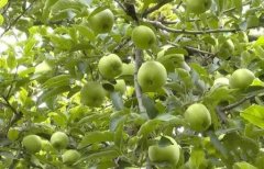 种植苹果发生小叶怎么办
