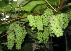 葡萄成熟期落果多是有哪些原因造成的