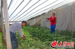 山东博兴：农民靠种大棚蔬菜发家致富亩均纯收入达2万多