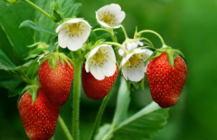 草莓苗期肥害该怎么解决 草莓怎么养殖