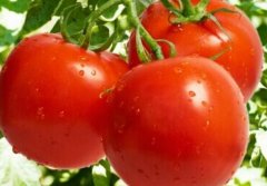 德州市蔬菜价格小幅上涨:西红柿涨幅最大