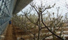 刚移栽后的大棚果树是否能用复合肥、尿素?