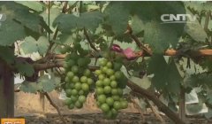 [农广天地]温室早熟葡萄花果期管理技术视频