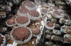 香菇菌丝徒长的原因是什么？该如何防治
