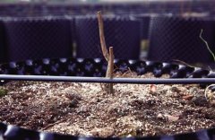蓝莓全机质栽培微滴灌技术亩产量可达1500斤