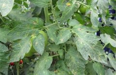 番茄发生肥害的症状及补救方法