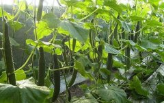 拱棚黄瓜植株茎秆粗叶片大，瓜条生长慢怎么防治？