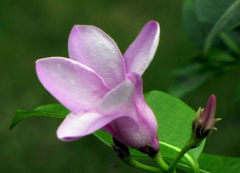 紫蝉花的养殖方法 养护紫蝉花的注意事项