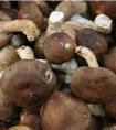 食用菌多少钱一斤?新疆食用菌市场价格行情走势