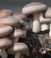 种植什么蘑菇最赚钱？食用菌品种选择有讲究