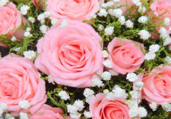 男生送粉色玫瑰代表什么 粉玫瑰有什么含义