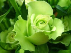 绿色玫瑰的花语是什么 有什么寓意