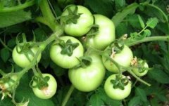 番茄从第三穗开始不膨果，是什么原因？