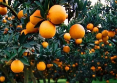 柑橘抗寒防冻技术要点 柑橘应该怎么养殖好
