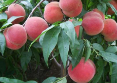 大棚桃树怎么管理 大棚桃树高效栽培方法是什么