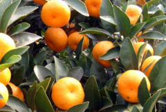 柑橘苗如何栽培能高产 科学管理方法是什么