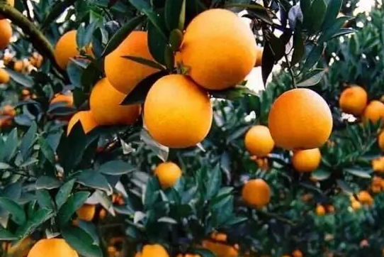 柑橘为什么裂果 防治方法是什么