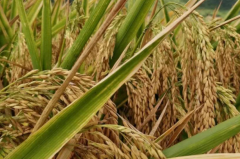 6月水稻种植管理要点是什么 有哪些注意事项