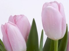 粉色郁金香花语 粉色郁金香有哪些象征